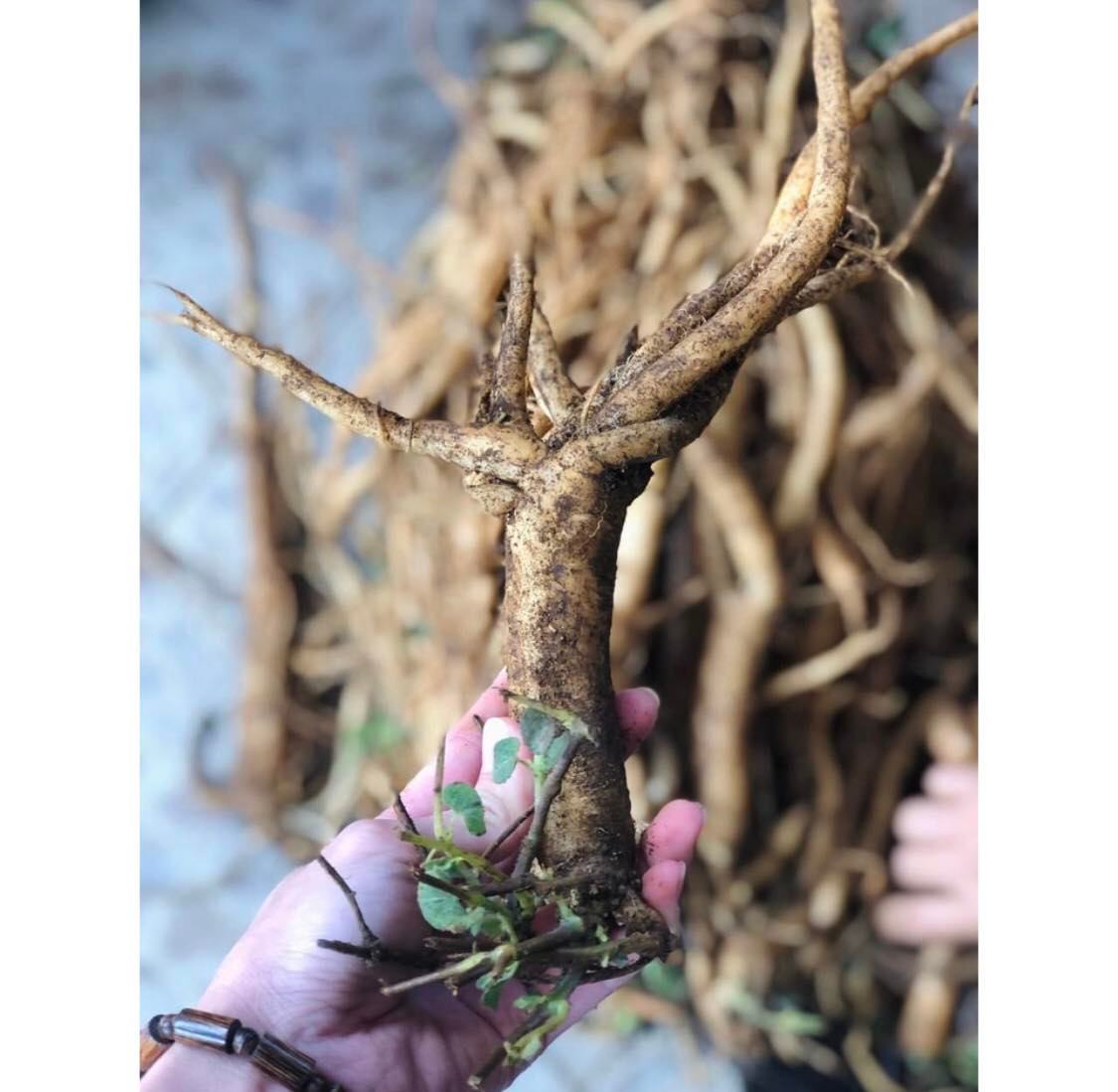 Sâm Ngọc Linh ( Quốc bảo của việt nam )