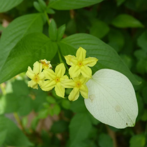 Chậu cây ngọc mai, cây bướm bạc, cây hoa bướm, đang hoa, đang nụ