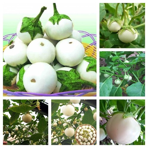 Hạt giống cà pháo trắng - gói 2gr