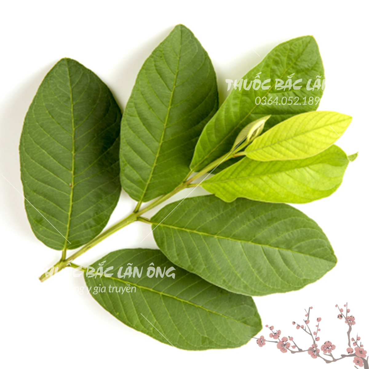 Lá ổi non phơi khô 100g (Lá ổi giảm cân, đọt ổi khô, thơm, sạch)