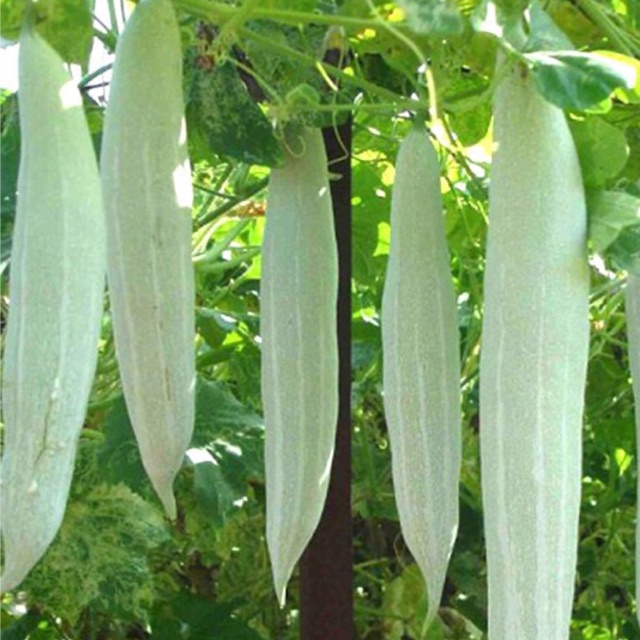 Hạt giống khổ qua tây, khổ qua trắng lặc lầy