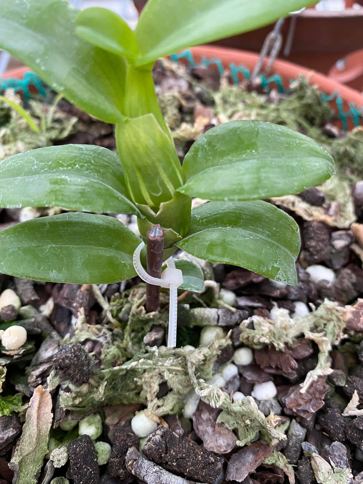 Hoa phong lan phi điệp 5ct phú thọ