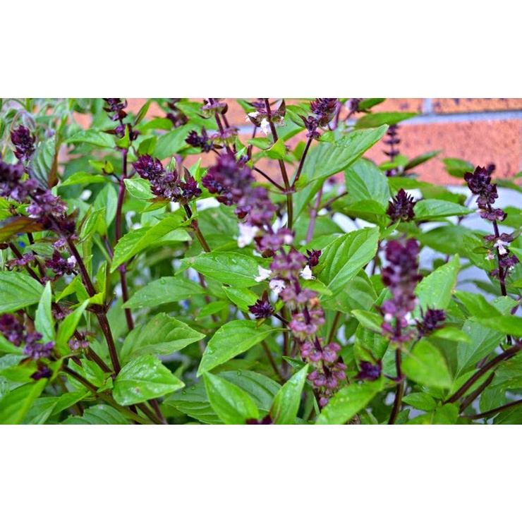 Hạt giống húng Quế rau Quế - gói 5 gram