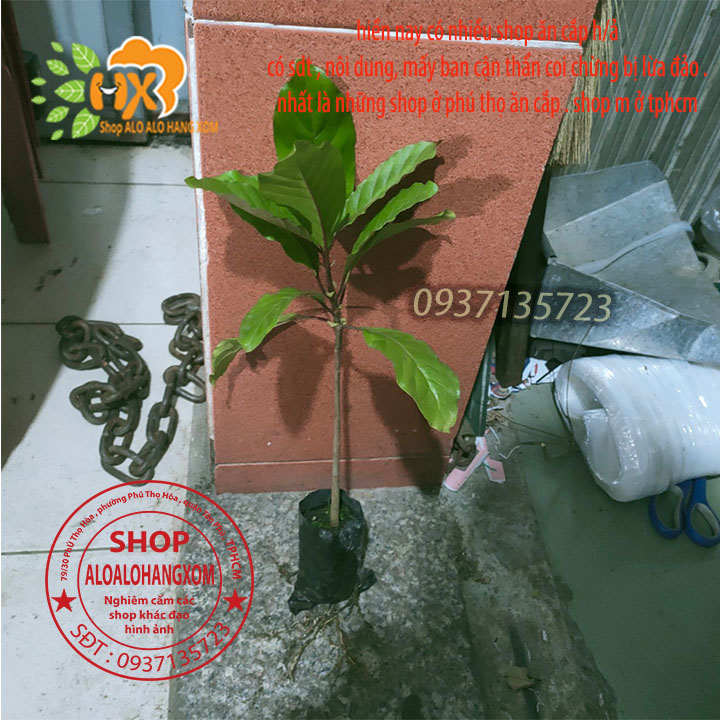 [HCM]COMBO 5 CÂY GÁO  VÀNG -CÂY GIỐNG