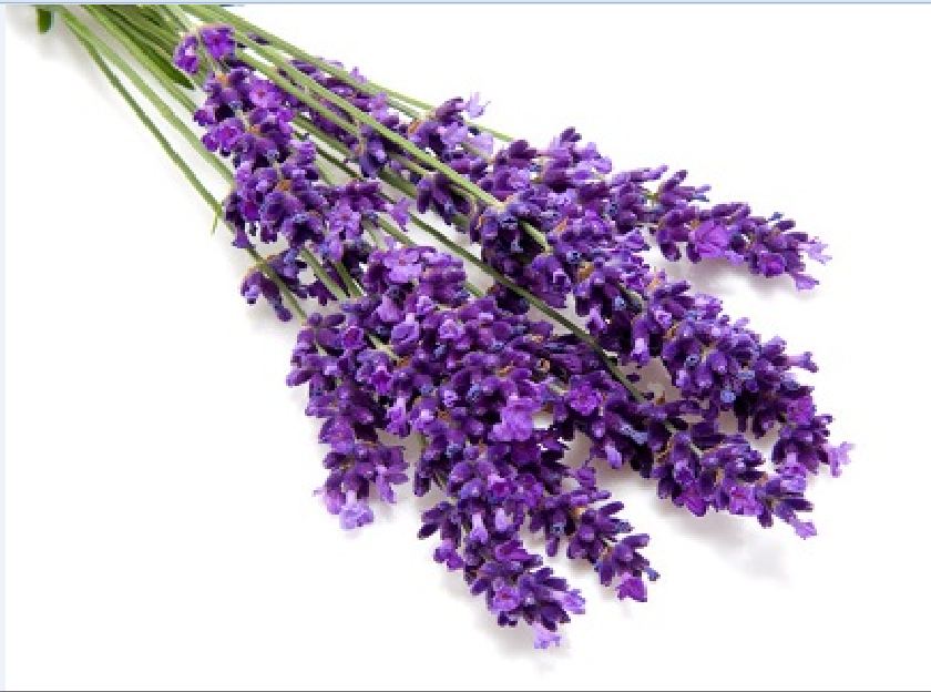 Hạt giống hoa oải hương ( hoa lavender ) - 100 hạt/gói