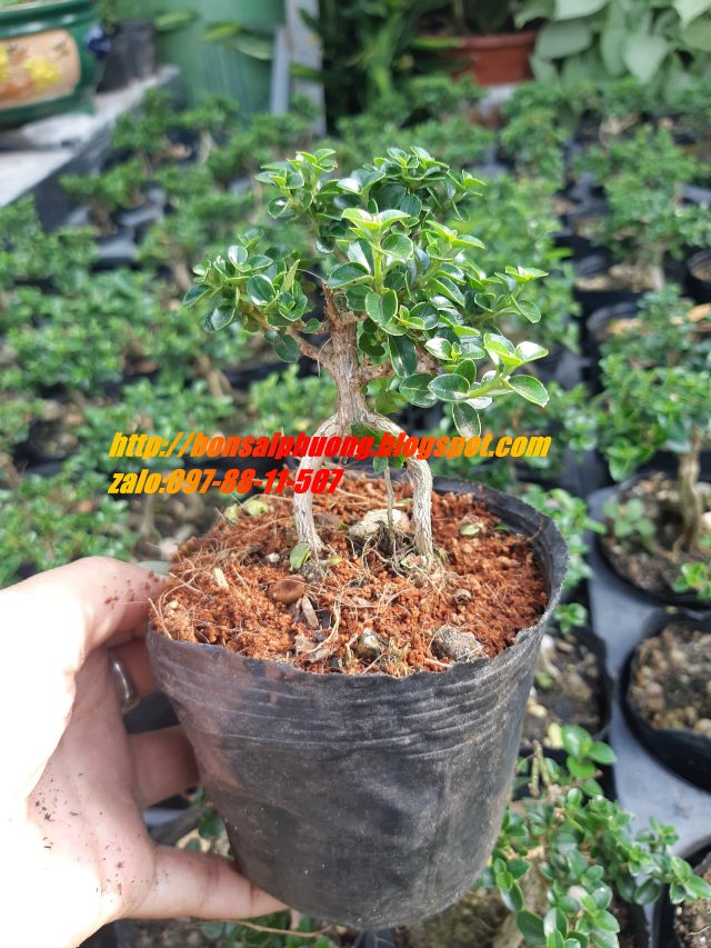 sam hương siêu mini
