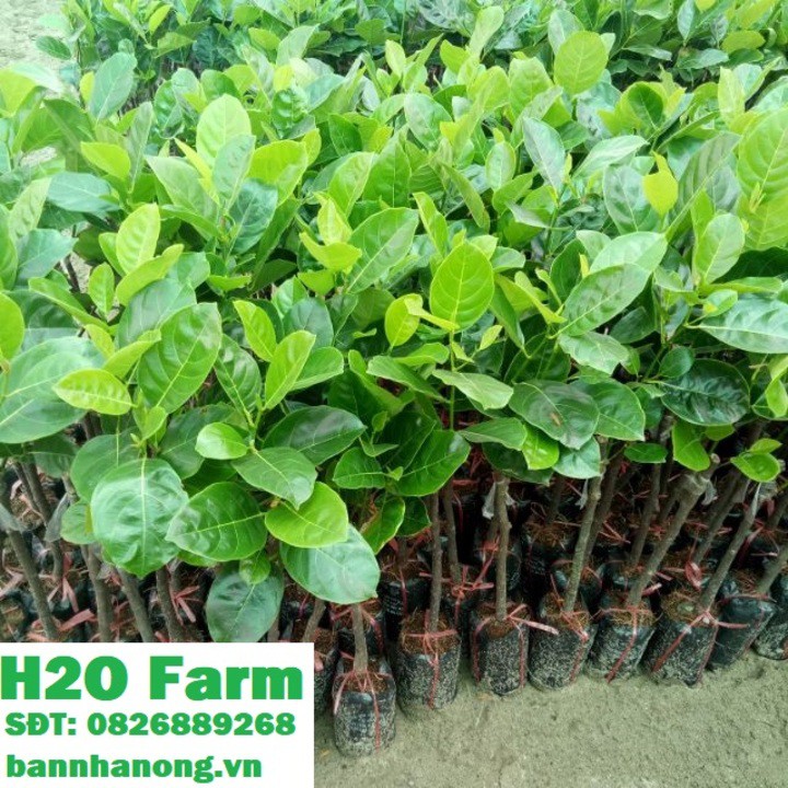 Cây mít thái lùn siêu sớm quả