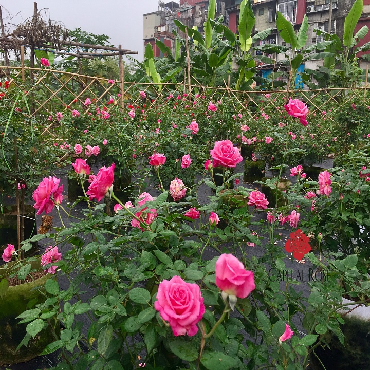 COMBO 5 BẦU CÂY GIỐNG Hoa hồng cổ Sapa