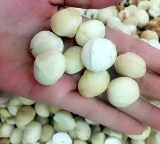 Hạt Mắc Ca 500gr