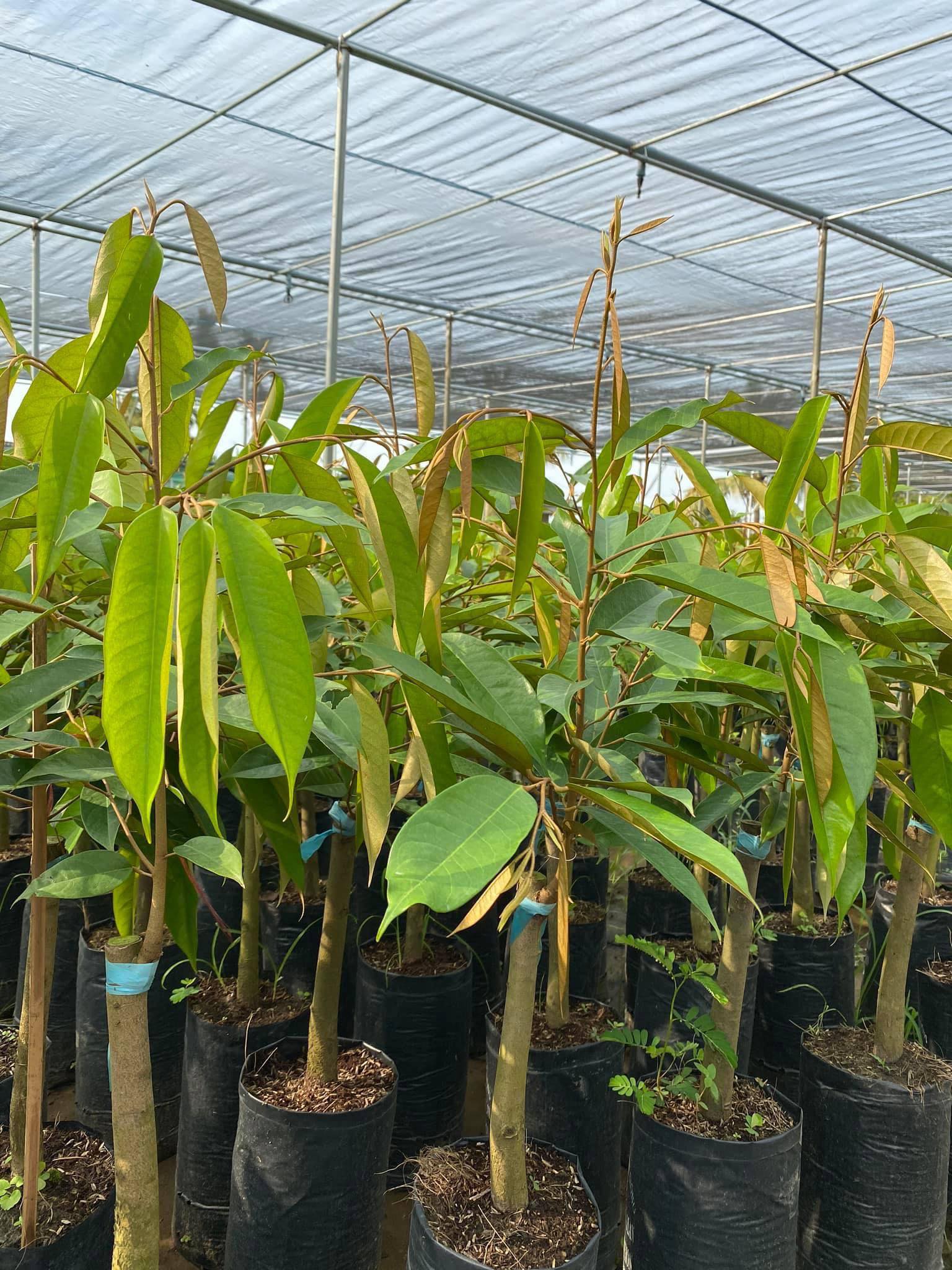 Cây giống SẦU RIÊNG THÁI