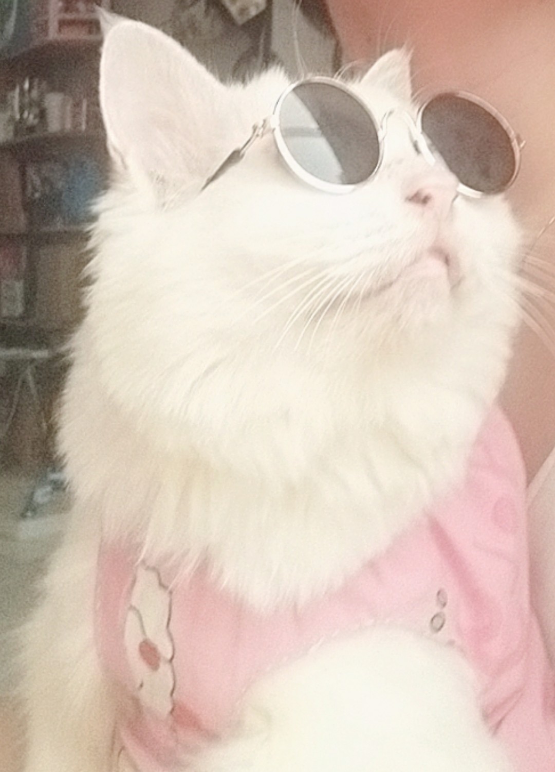 Kính cho chó mèo- Kính boss