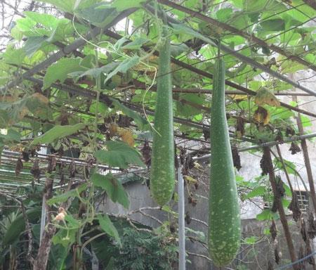 Hạt giống bầu sao trái dài cao sản