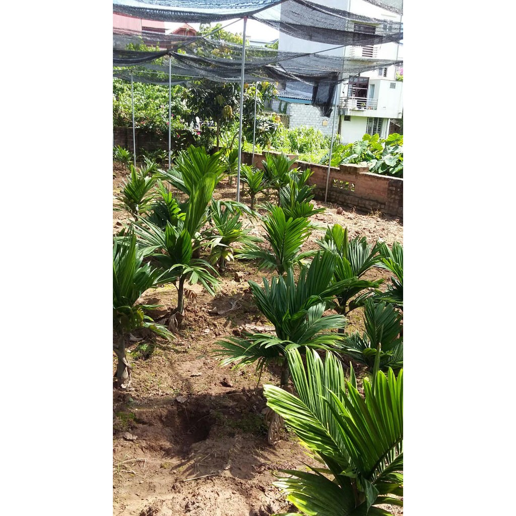 Cây Cau Lùn, Cau Làm Cảnh, Ăn Quả -