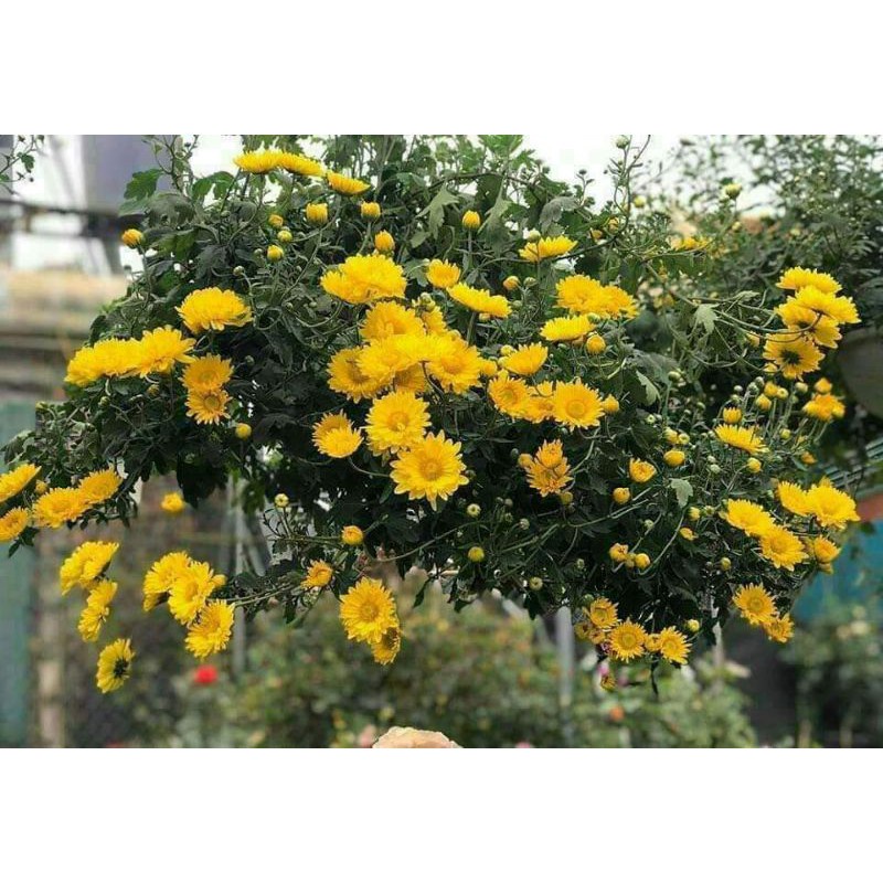 Cúc rủ vàng bông to