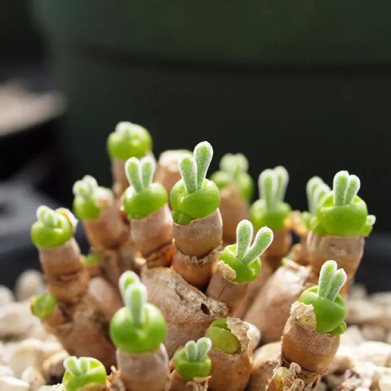 Hạt Giống Cỏ Tai Thỏ Nhập khẩu - 20 Hạt