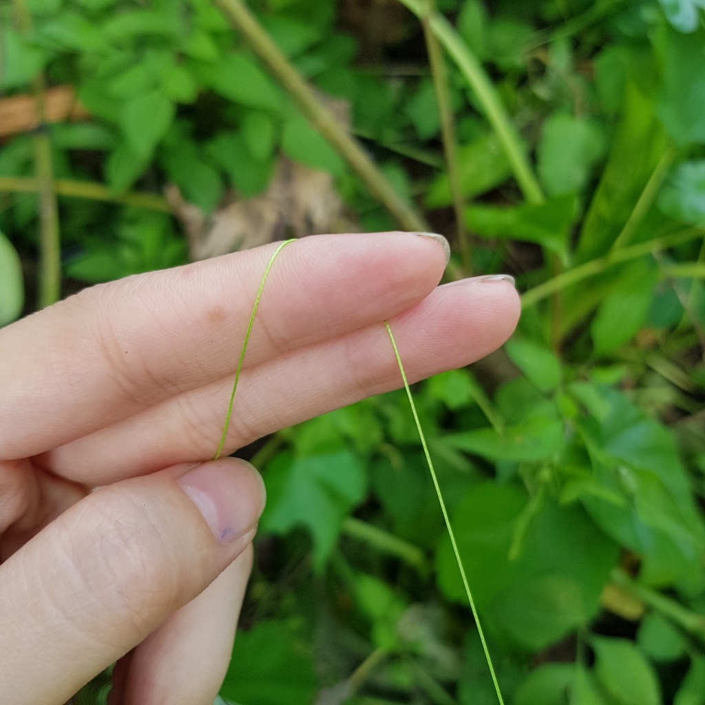 Dù Chìm Câu Lục Dù Chìm Câu Cá WildPro x8+1