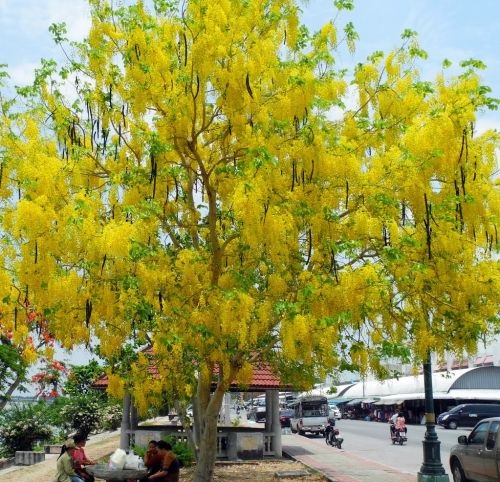 Muồng hoàng yến vàng , cây hoàng hậu -cây giống size lớn cao trên 1m