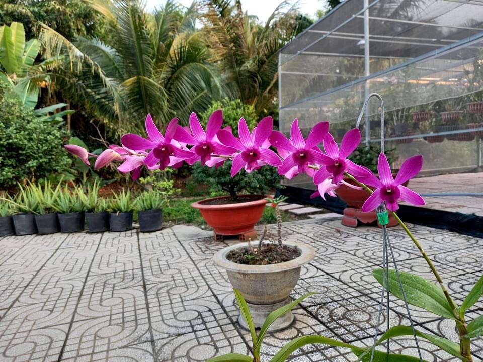 Denro Ceasar Red / Hoàng Đế Đỏ