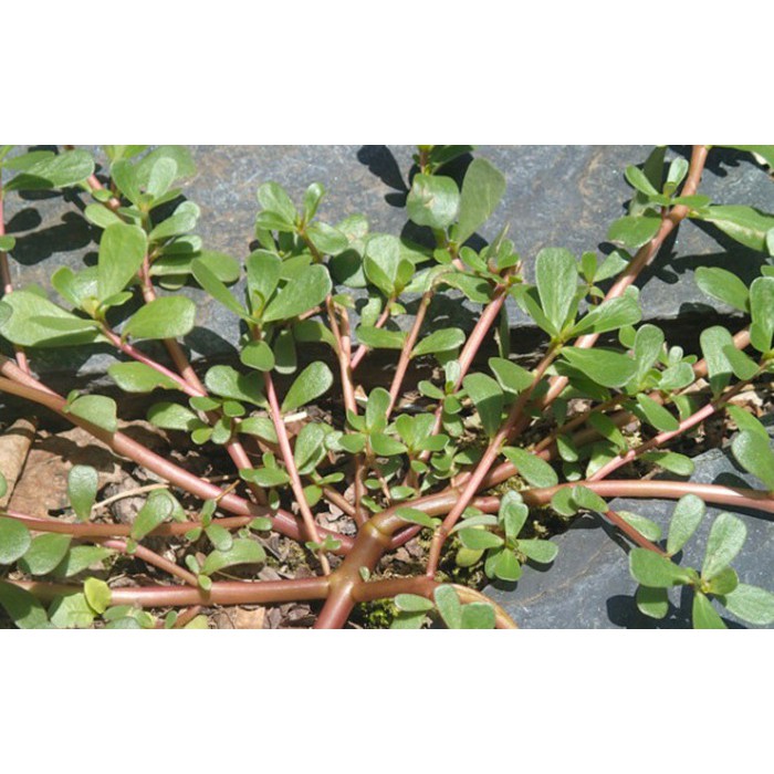 Hạt giống rau sam -sâm đất LUCKY SEEDS