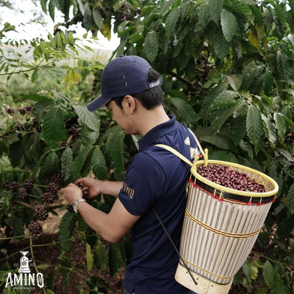 Cà phê rang xay nguyên chất - pha máy 100% Arabica Cầu đất