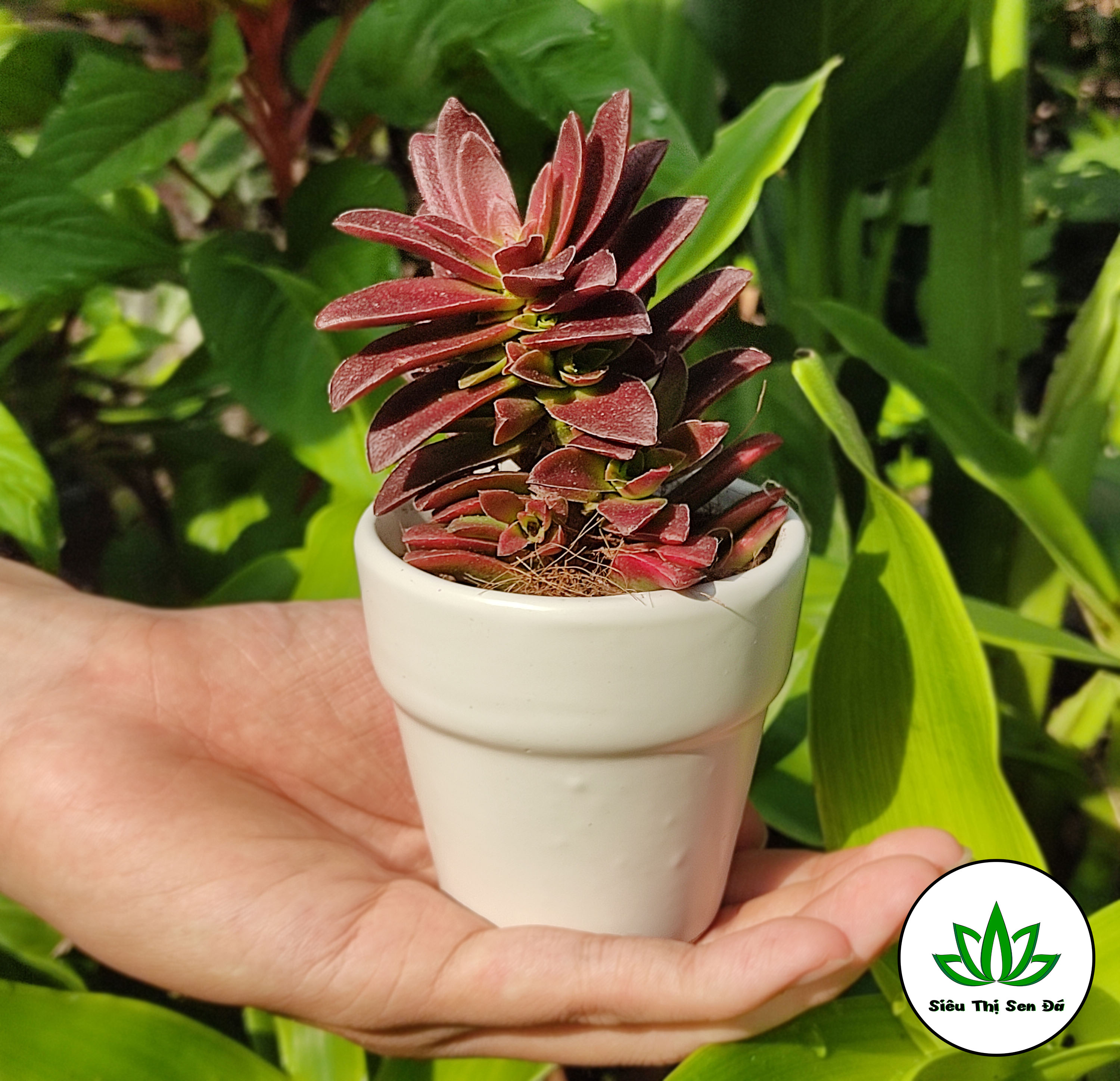 Sen Đá Tứ Phương Tím Đà Lạt Đường Kính 5-7cm
