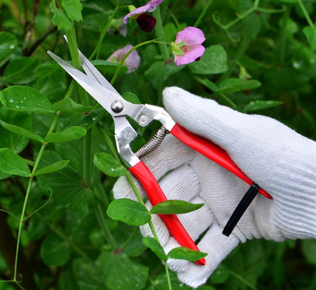 Kéo cắt cành bonsai cành dăm kéo mũi nhọn cao cấp giá rẻ - Sử dụng: khu vườn, treo cây, ban công,…. - Kéo với lưỡi sắc bén
