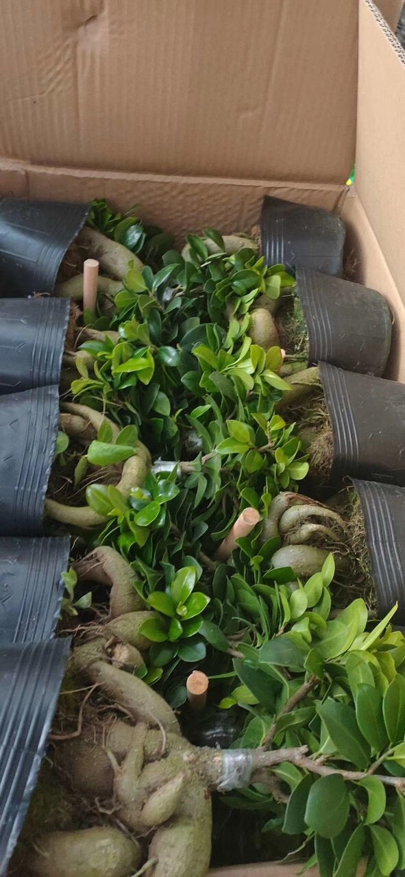 Cây sanh lùn nhật bonsai mimi siêu đẹp, cây phong thủy để bàn vượng khí cho gia chủ