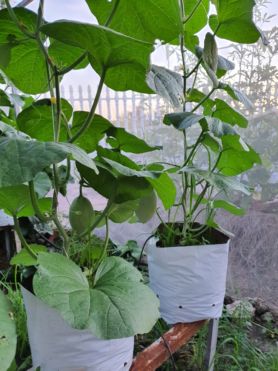Túi PE trồng cây 2kg