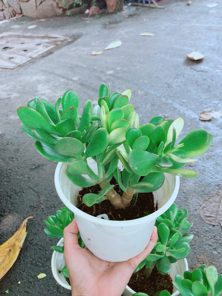 [HCM]Cây Ngọc Bích