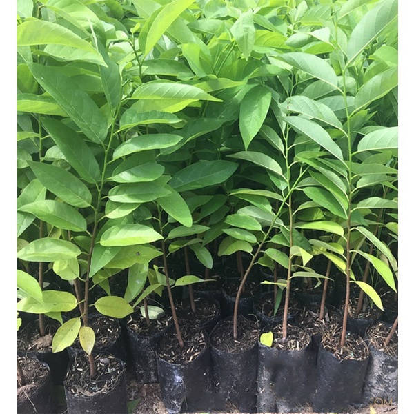 Bầu cây giống NA THÁI
