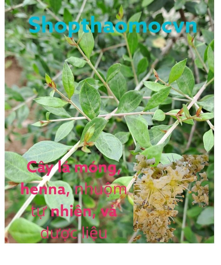 Cây lá móng, cây henna, cây thuốc mọi, cây cảnh