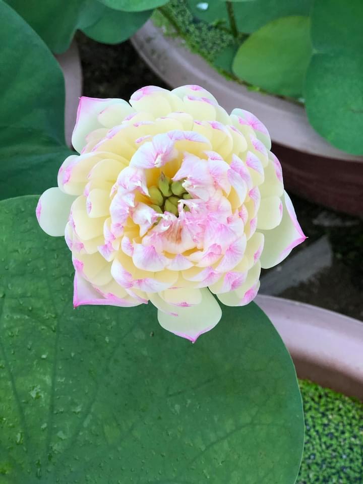 Củ sen chaming lip ( C28)