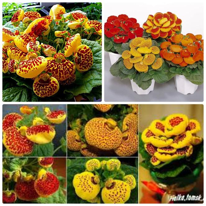 Hạt giống hoa huyền sâm mix nhiều màu - 1 gói 50 hạt