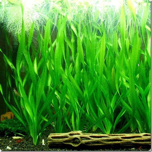 Cây Thuỷ Sinh Hẹ Xoắn (15 Cây)
