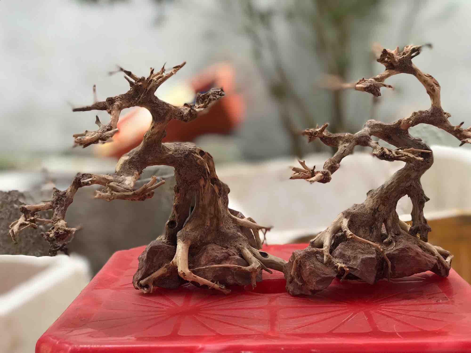 Cây bonsai C20xD20