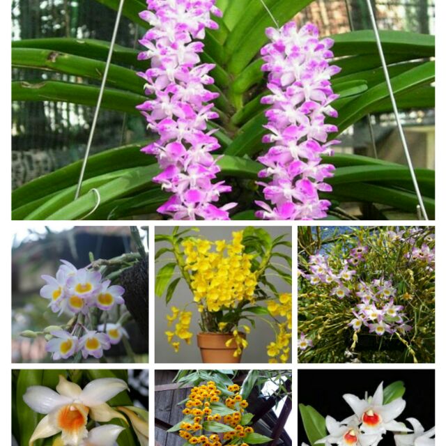 Phân Bón Lá THẦN KỲ 7 SIÊU RA HOA 10gr