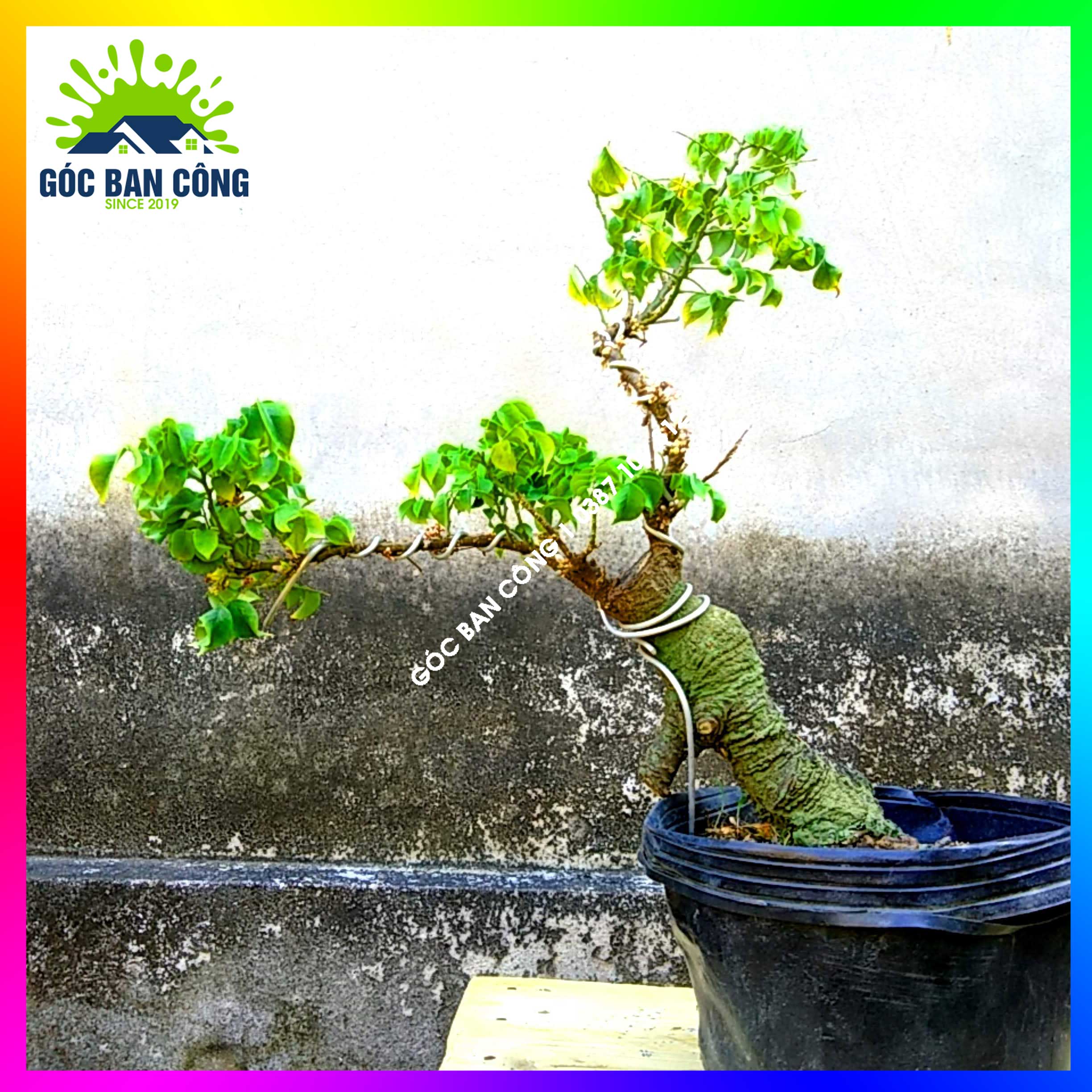 Cây Khế Bonsai Mini Gốc Quái - KBS12