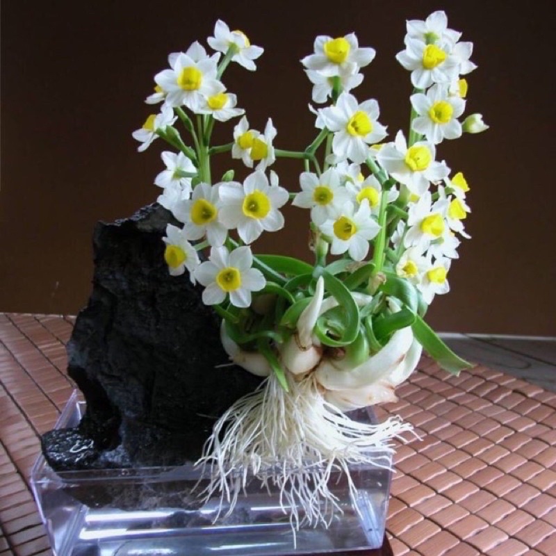 CỦ HOA THUỶ TIÊN NƯỚC....