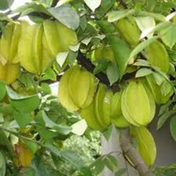Cây Giống Khế Ngọt Siêu Trái