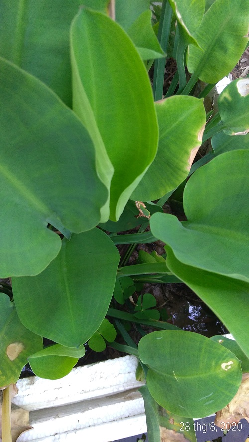 Cây kèo nèo - Cây thủy sinh (1 cây con khoảng 20 - 30 cm)