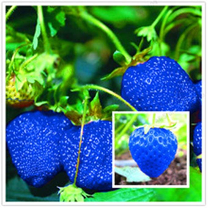 Hạt giống Dâu tây mix (dâu úc)