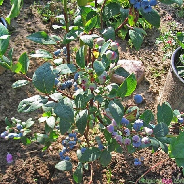 MJ71 Hạt giống Việt quất (10 hạt)