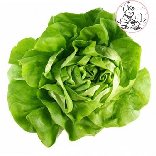 Hạt giống xà lách Búp - Gói 2 gram