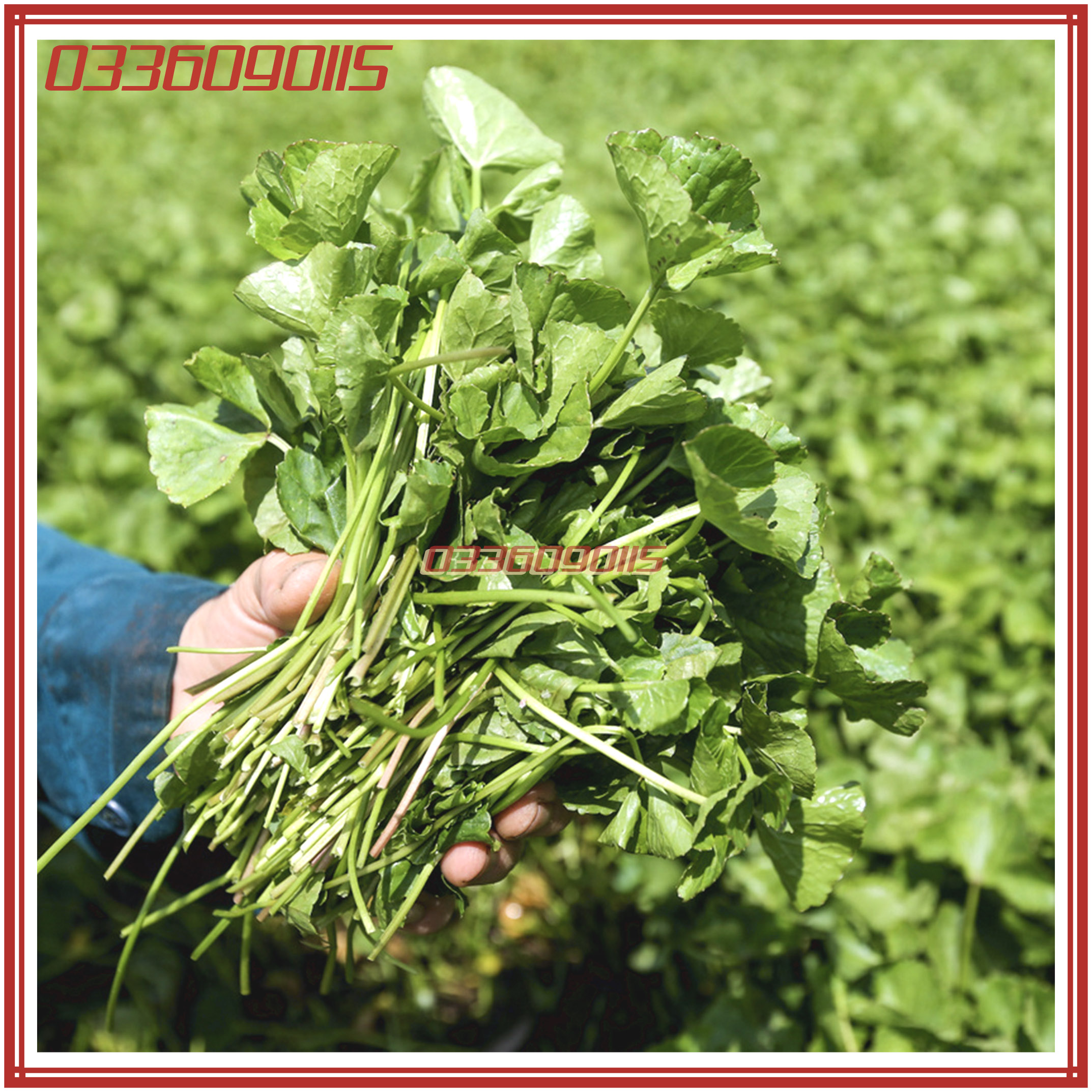 0,5g Hạt giống rau má ta lá nhỏ - hạt tuyển chọn loại 1