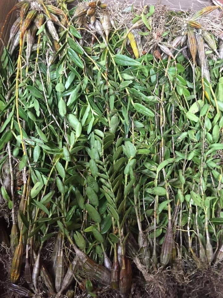 Hoa Lan bạch câu cực thơm(1 khóm)