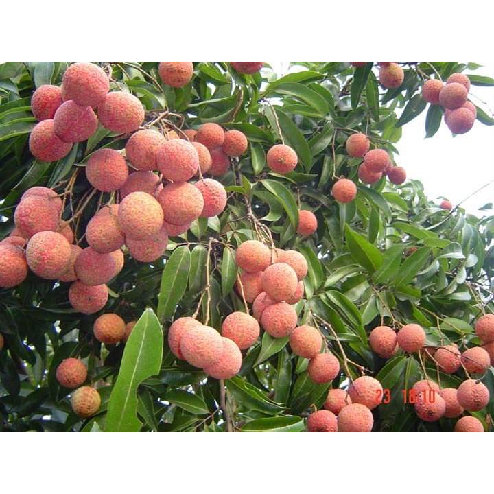 CÂY GIỐNG VẢI KHÔNG HẠT ( CHUẨN GIỐNG - SIÊU TRÁI )