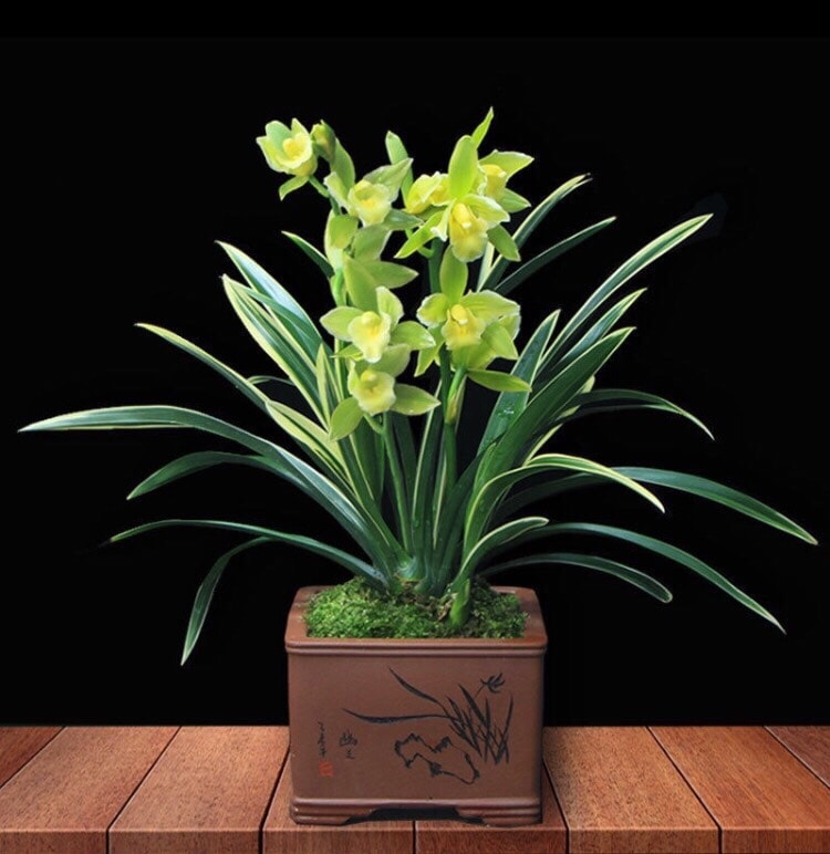 CHẬU địa lan HOÀNG KIM BẢO đột biến- hàng gửi đi nguyên châu, hoa đẹp, LẠ, hàng hiếm uy tín chất lượng