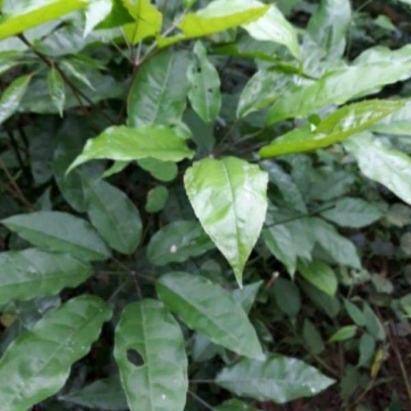 1kg lá đắng ( đã sấy khô)