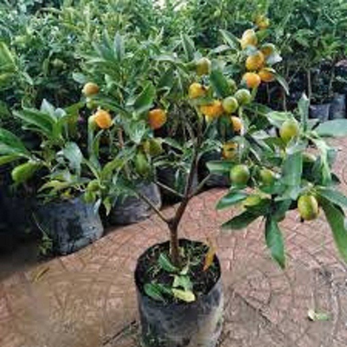 Cây giống quất ngọt siêu quả siêu năng suất- cam kêt giống chuẩn f1