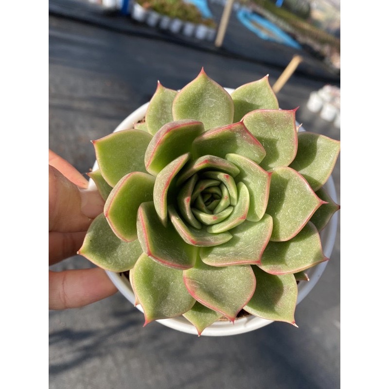 RANDOM 1 CÂY SEN ĐÁ SIZE TRUNG BÌNH 8-10CM LỖI 1 ĐỔI 1